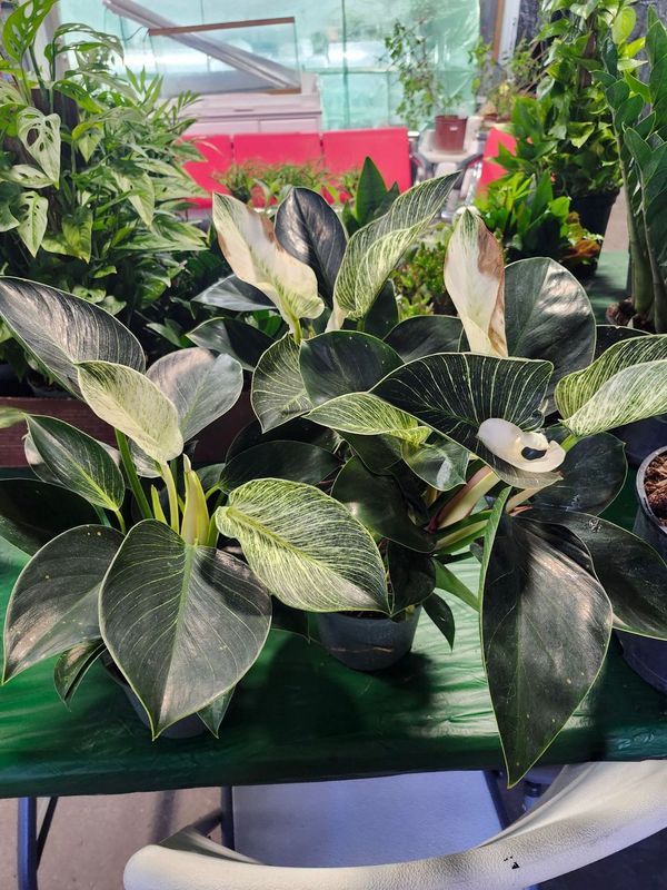PHILODENDRON BIRKIN 6&quot;