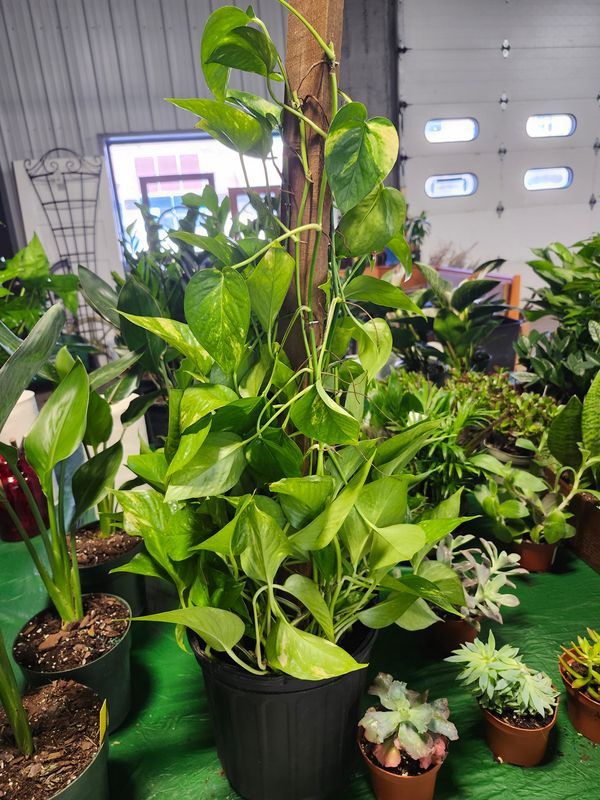 POTHOS TOTEM POLE 8&quot;