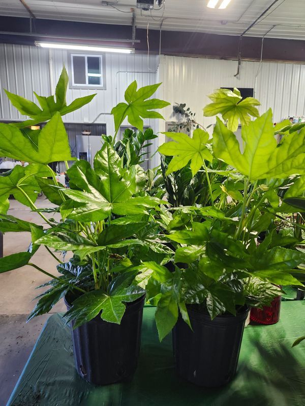 FATSIA 8&quot;