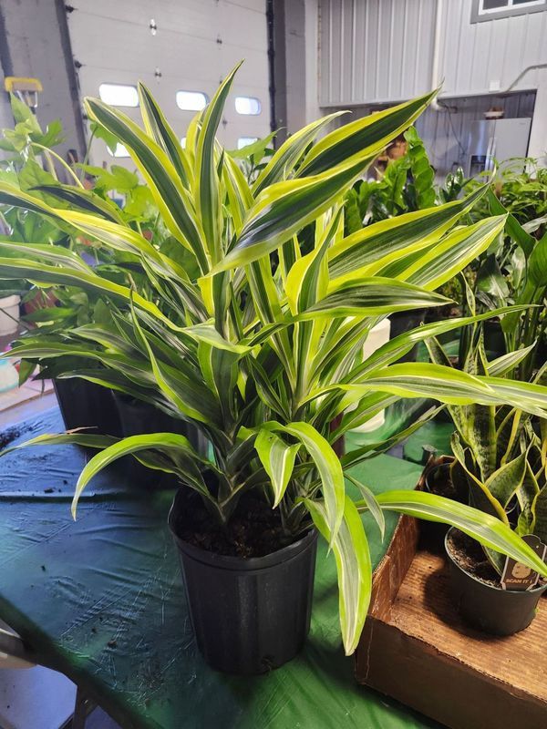 DRACAENA WARNECKII LEMON LIME 8&quot;
