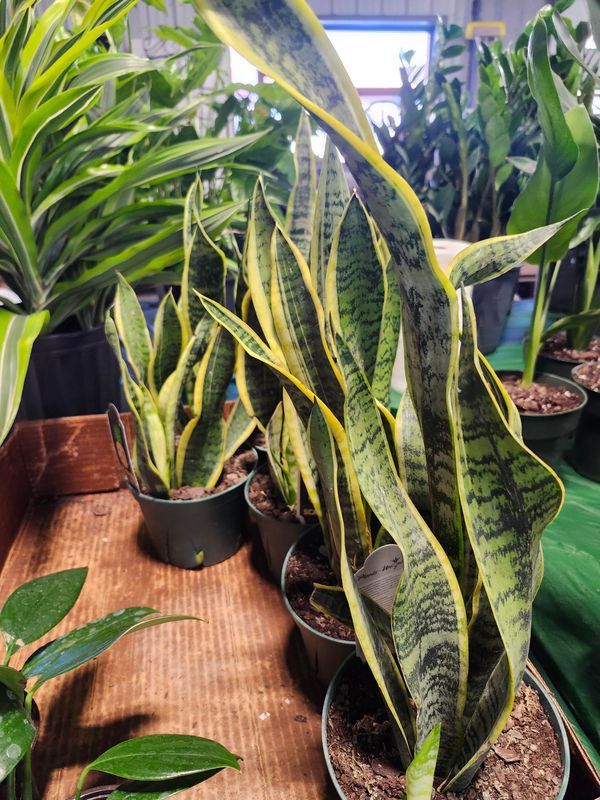 SANSEVIERIA 6&quot;