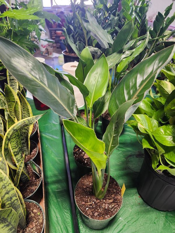 BIRD OF PARADISE 6&quot;