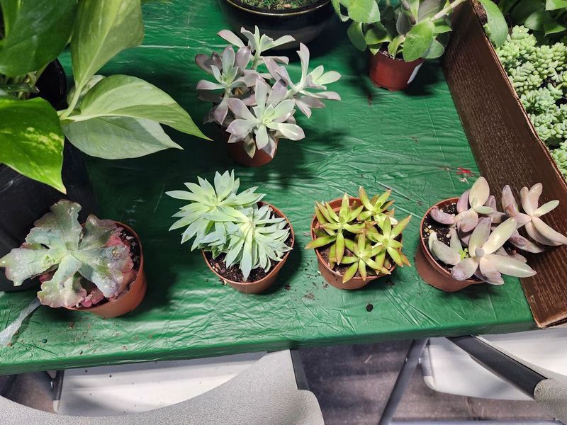 SUCCULENT 4&quot;