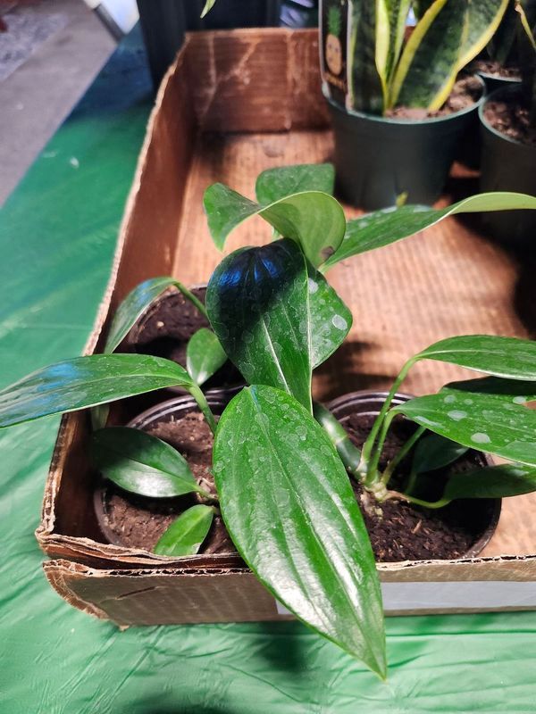 PHILODENDRON DRAGON TAIL 4&quot;