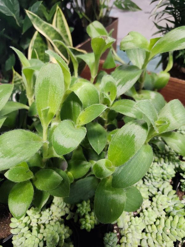 TRADESCANTIA 4&quot;