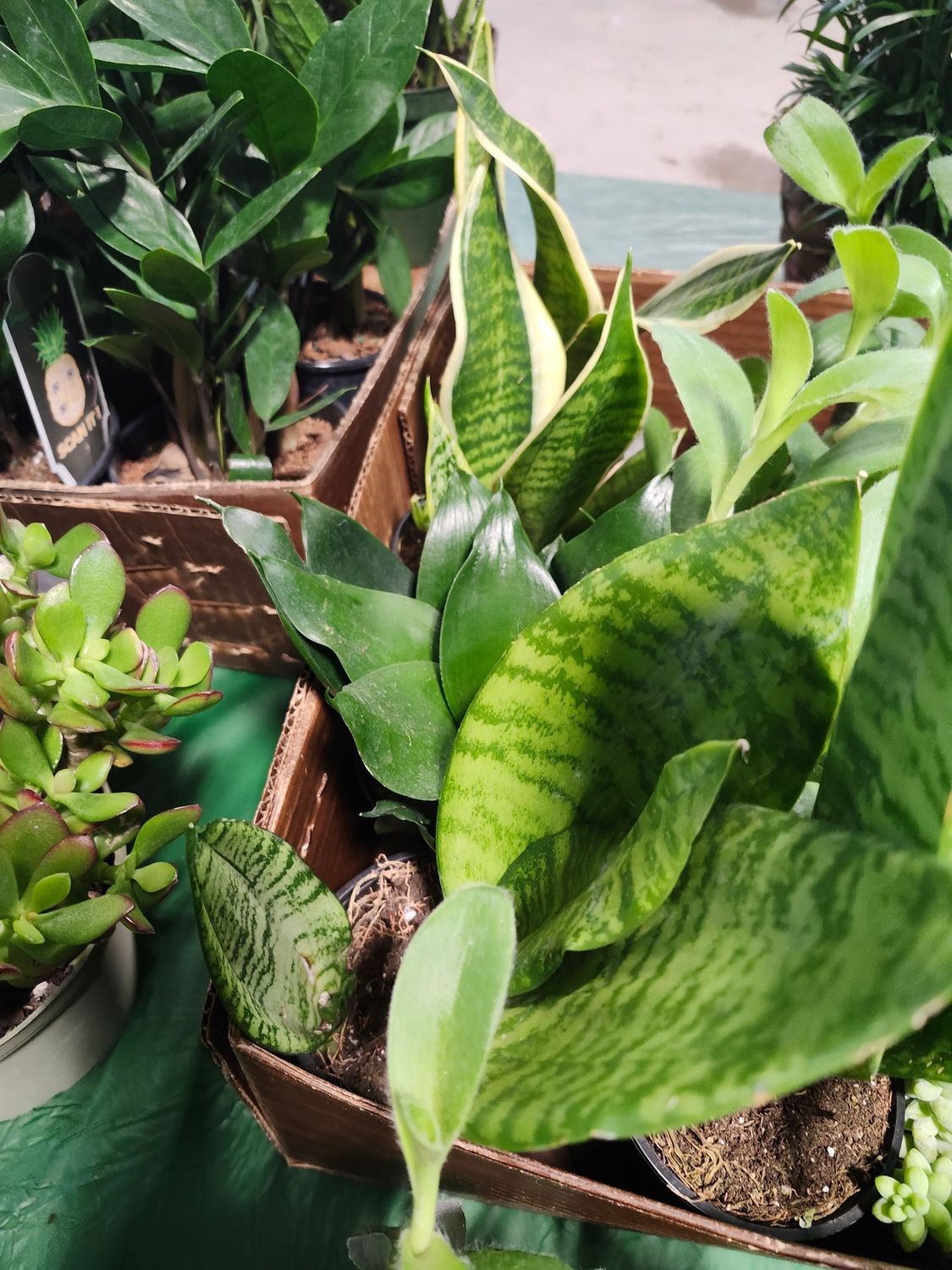 SANSEVIERIA 4&quot;