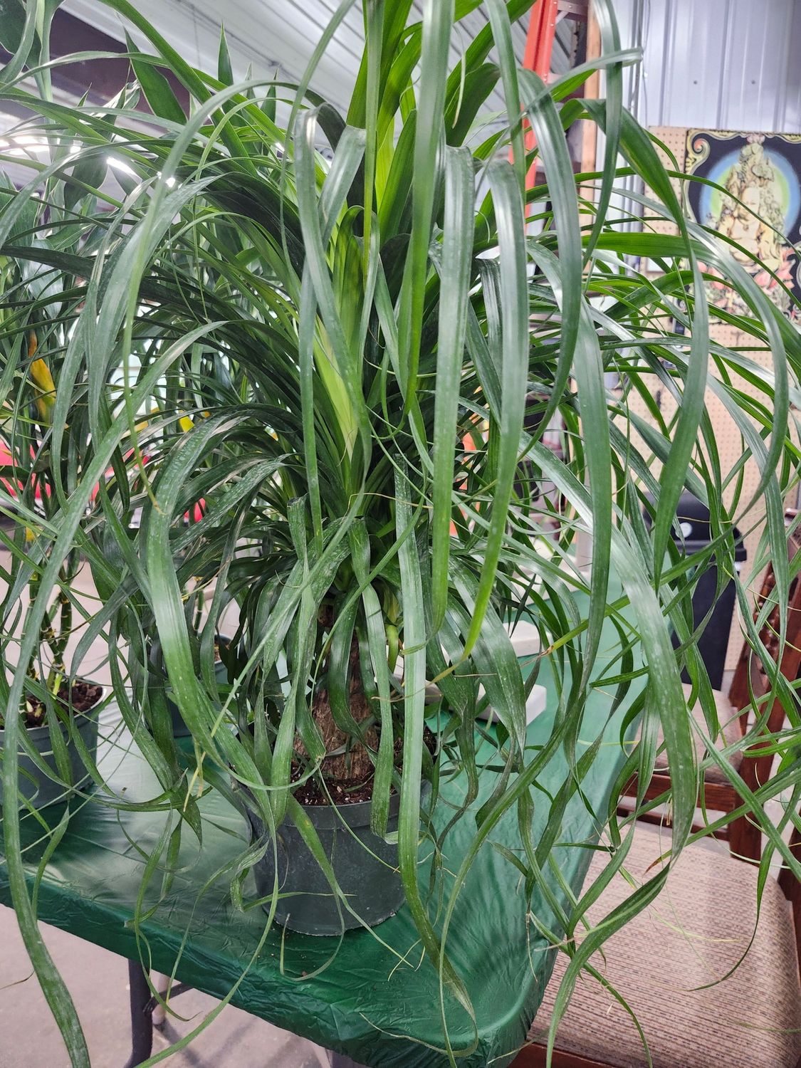 PONYTAIL PALM 8&quot;