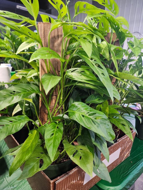 PHILODENDRON SWISS CHEESE TP 6&quot;