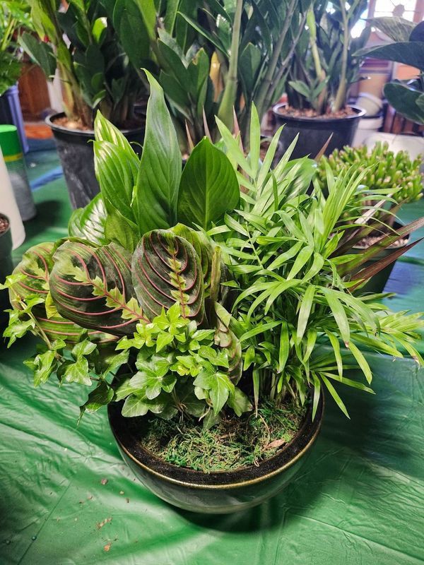 DISH GARDEN 8&quot;