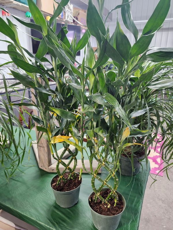 LUCKY BAMBOO TRELLIS 6&quot;