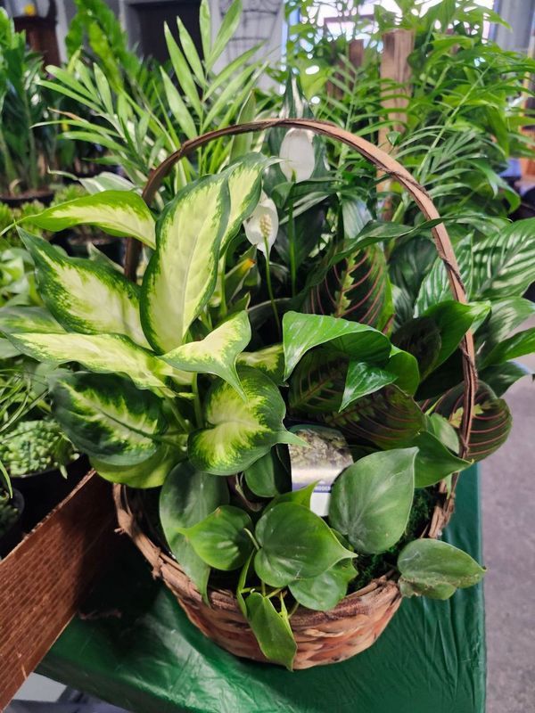 WICKER GARDEN 12&quot;