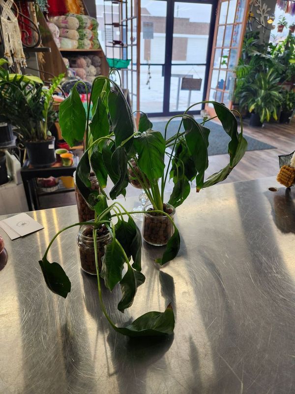 PEACE LILY IN JAR