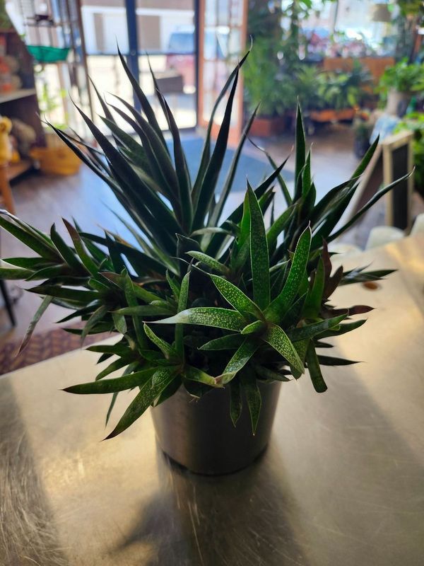 6&quot; SUCCULENT - GH