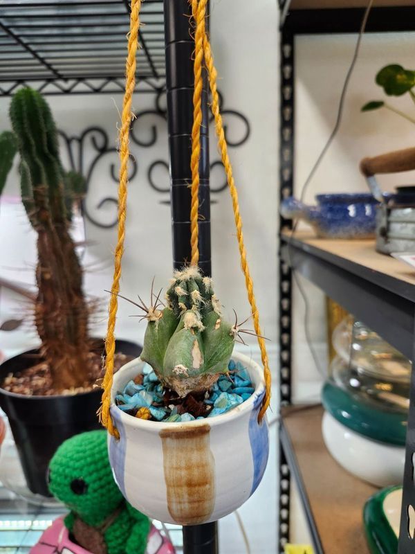 HANGING POTTED CACTUS