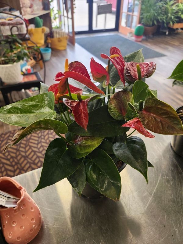 ANTHURIUM 6&quot; - RED