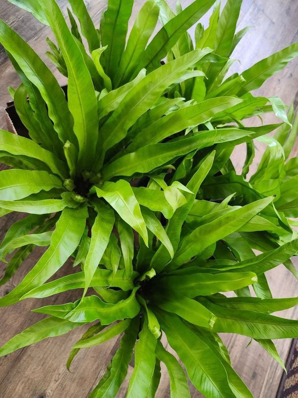 BIRD NEST FERN 6&quot;