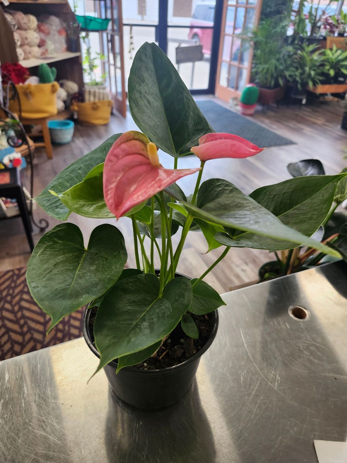 ANTHURIUM 6&quot; - PINK