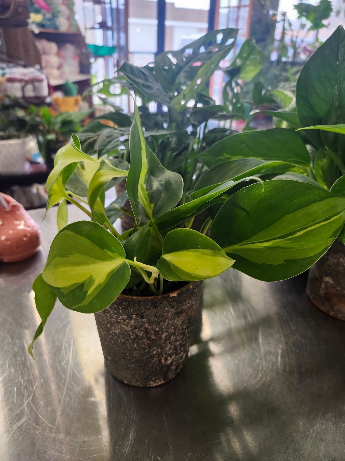 TROPICAL IN POT 4&quot; - ASST