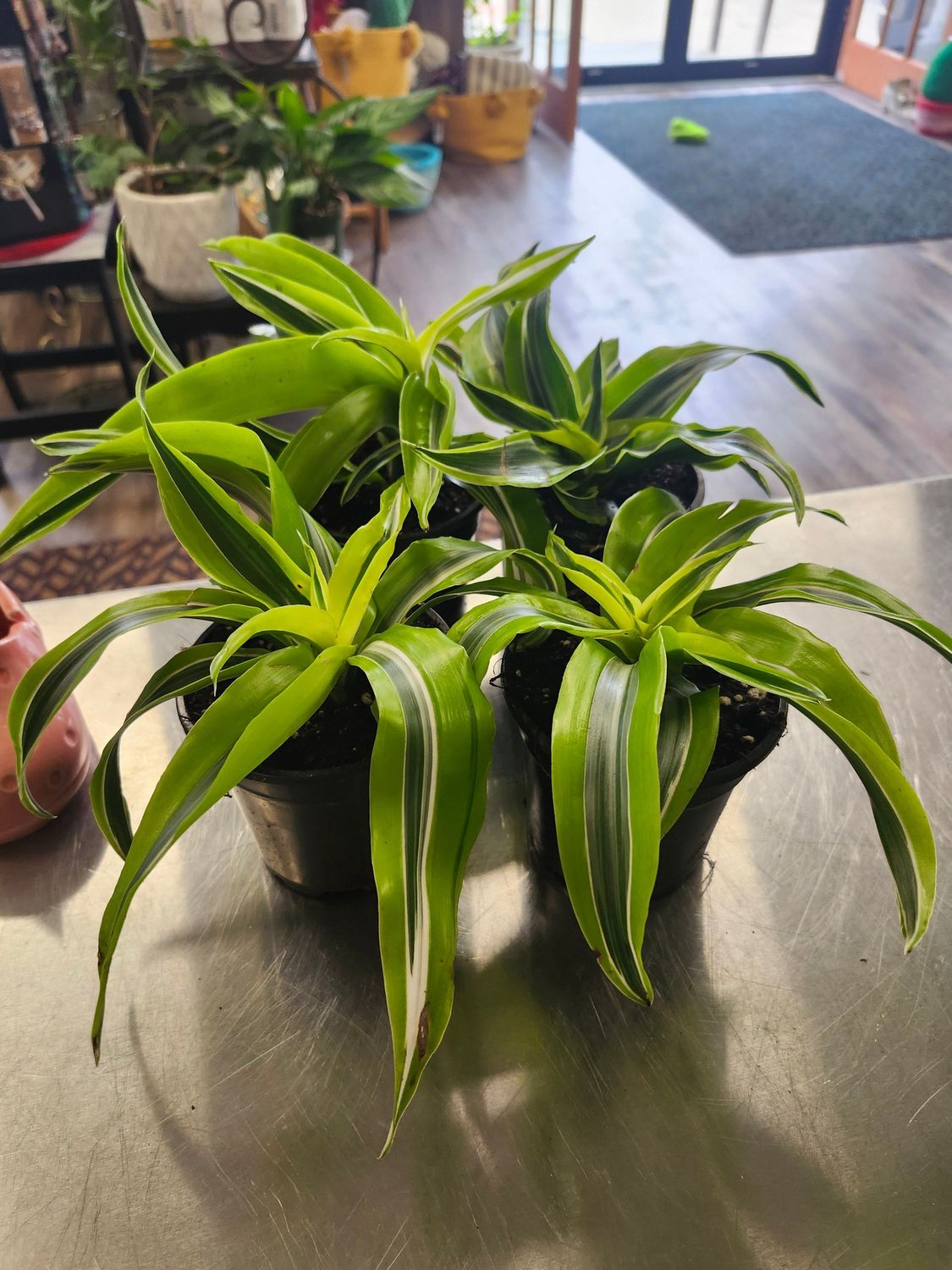 DRACAENA WARNEKII LEMON LIME 4&quot;