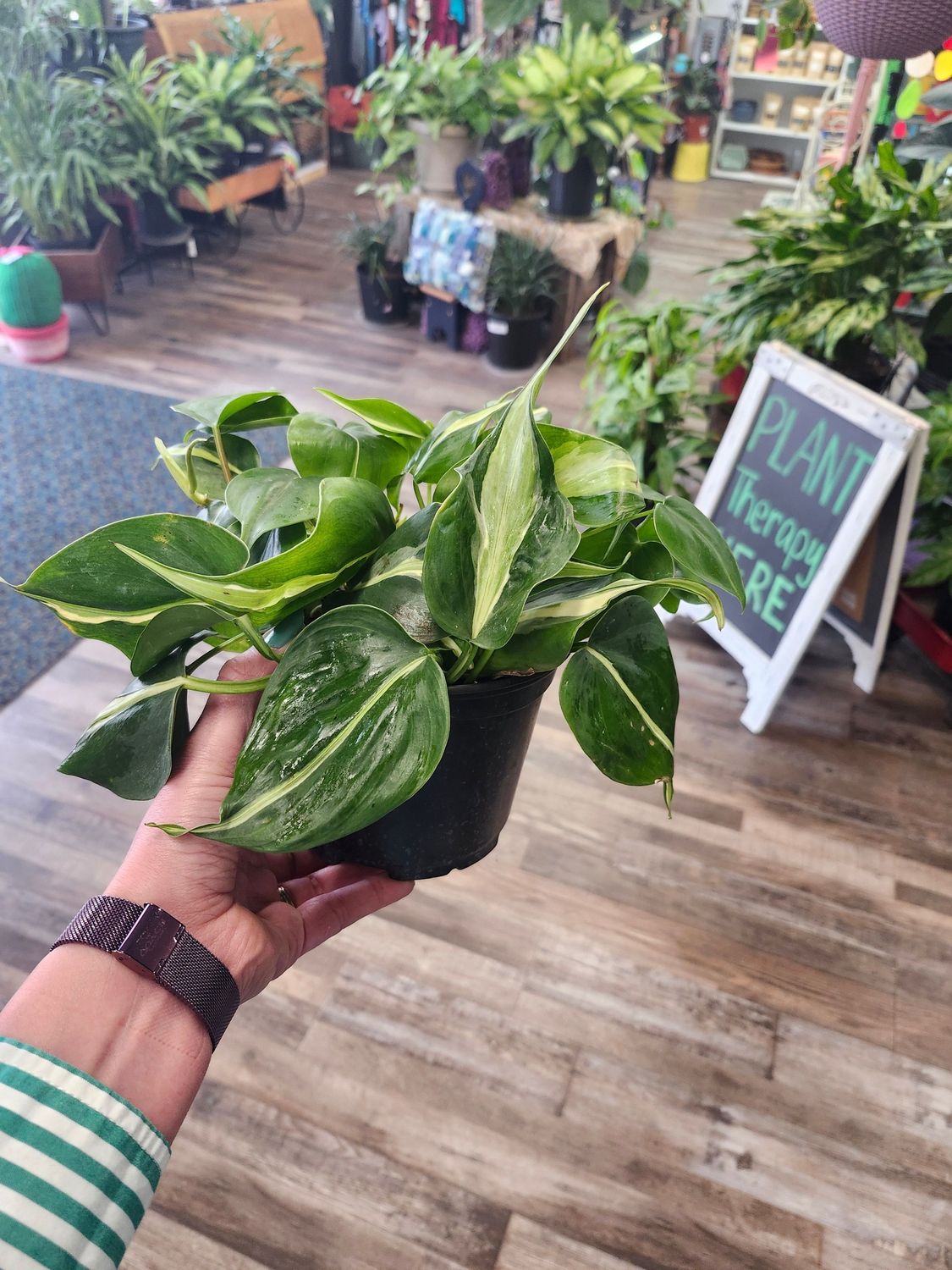 PHILODENDRON BRASIL 6&quot;