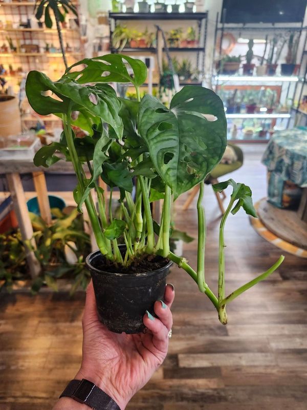 MONSTERA SWISS CHEESE 4&quot;