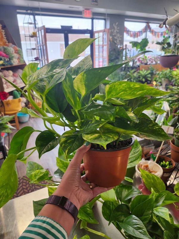POTHOS 6&quot;