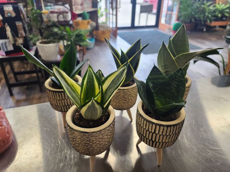 SNAKE PLANT W/PLANT STAND 3&quot;