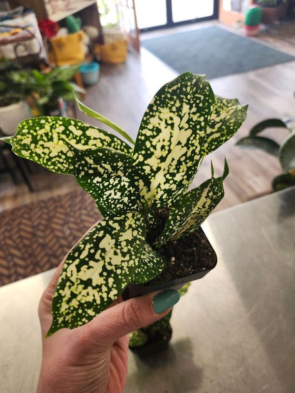 GODESFFIANA 3&quot;