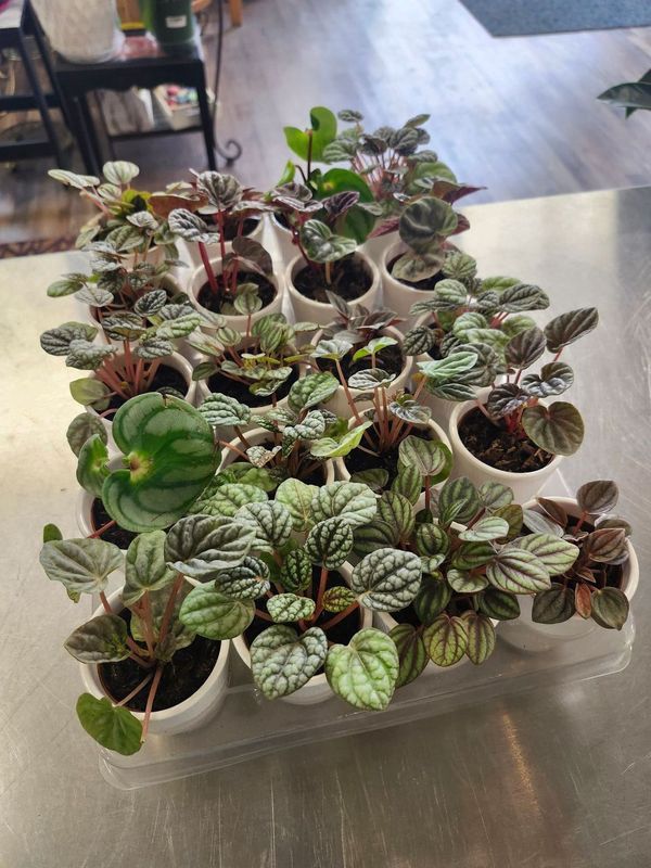 PEPPEROMIA W/POT 3&quot; - ASST
