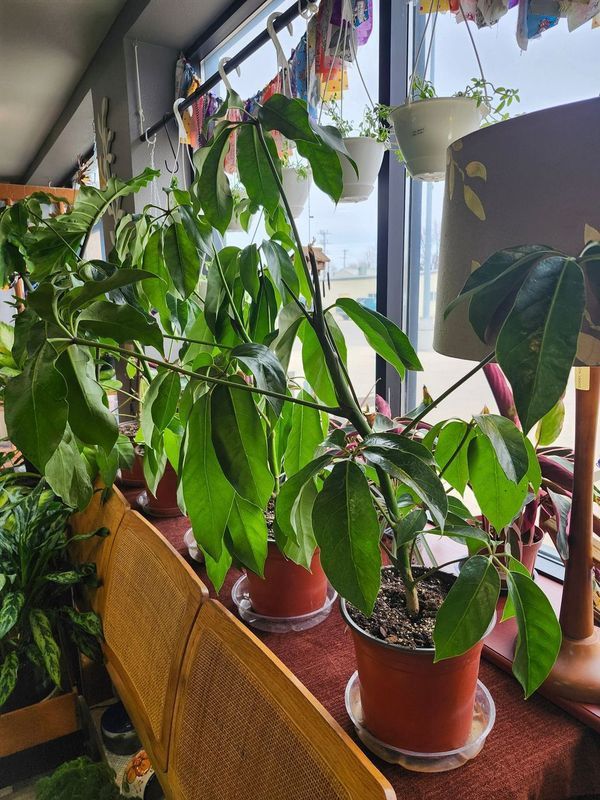 SCHEFFLERA AMATE 10&quot; - 1 STOCK
