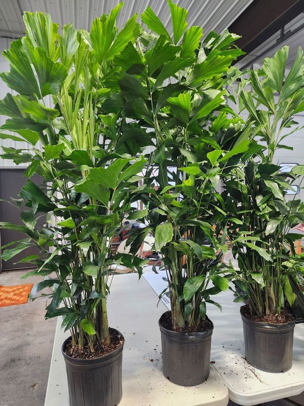 FISHTAIL PALM 10&quot;