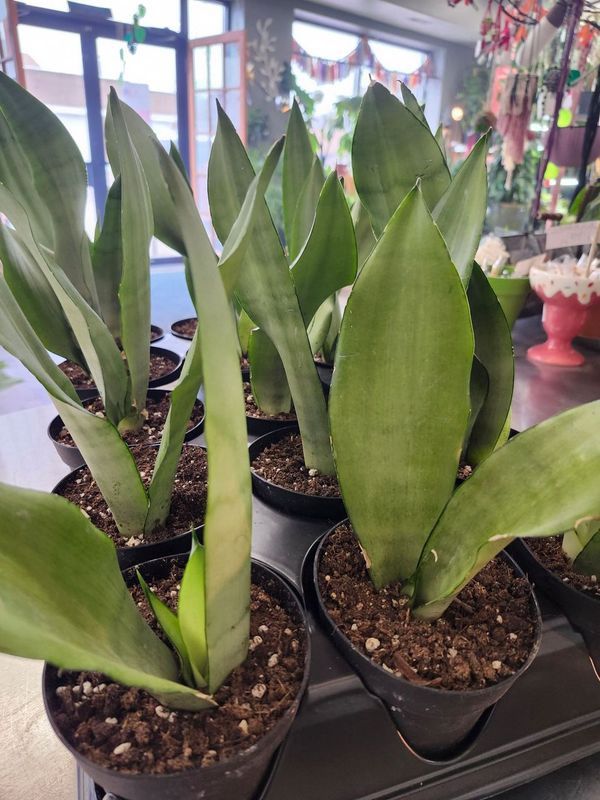MOONSHINE SANSEVIERIA 4&quot;