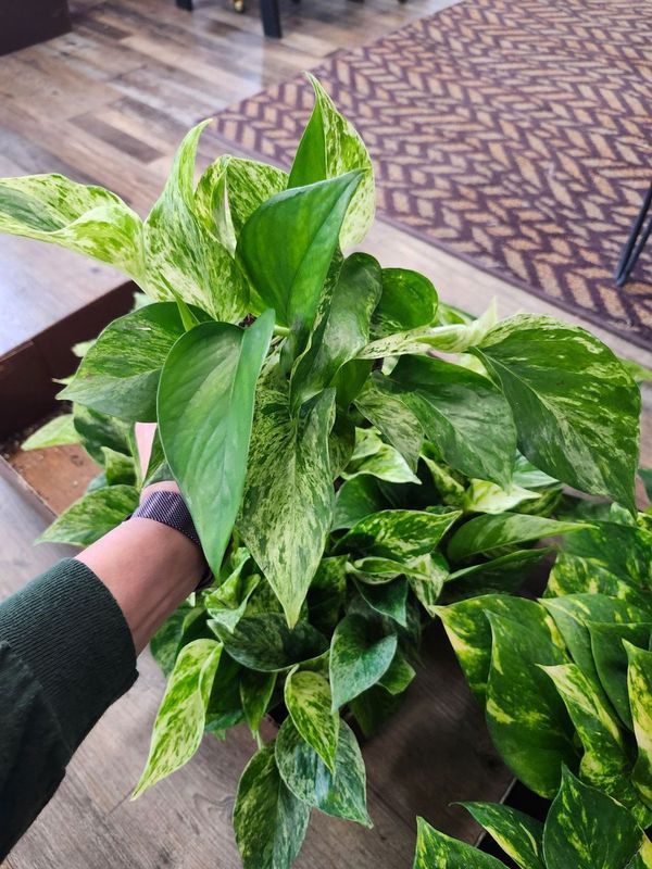 MARBLE QUEEN POTHOS 4&quot;