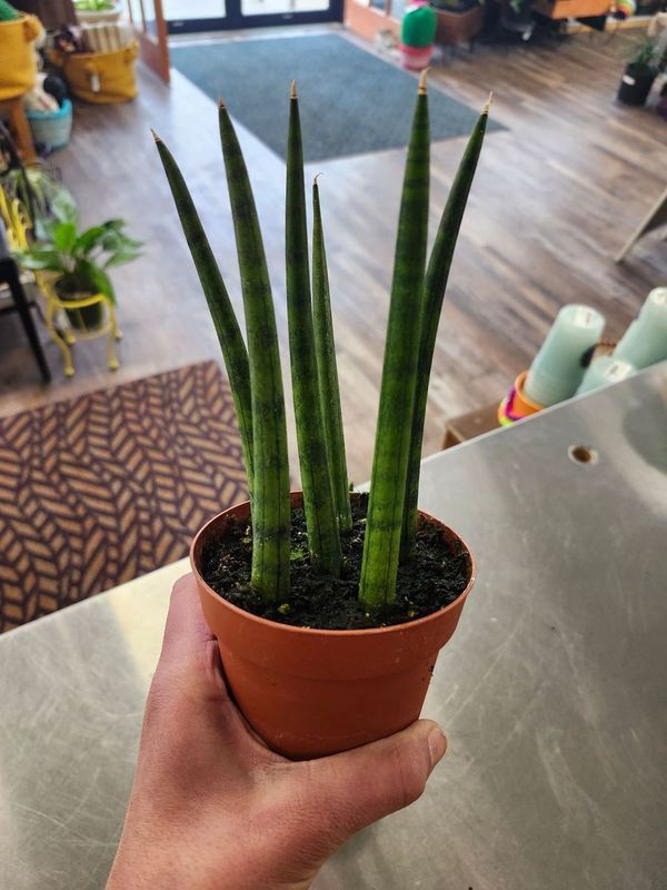 SANSEVIERIA CYLINDRICAL 4&quot;