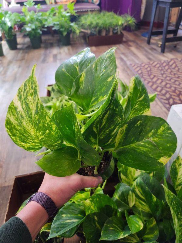 GOLDEN POTHOS 4&quot;