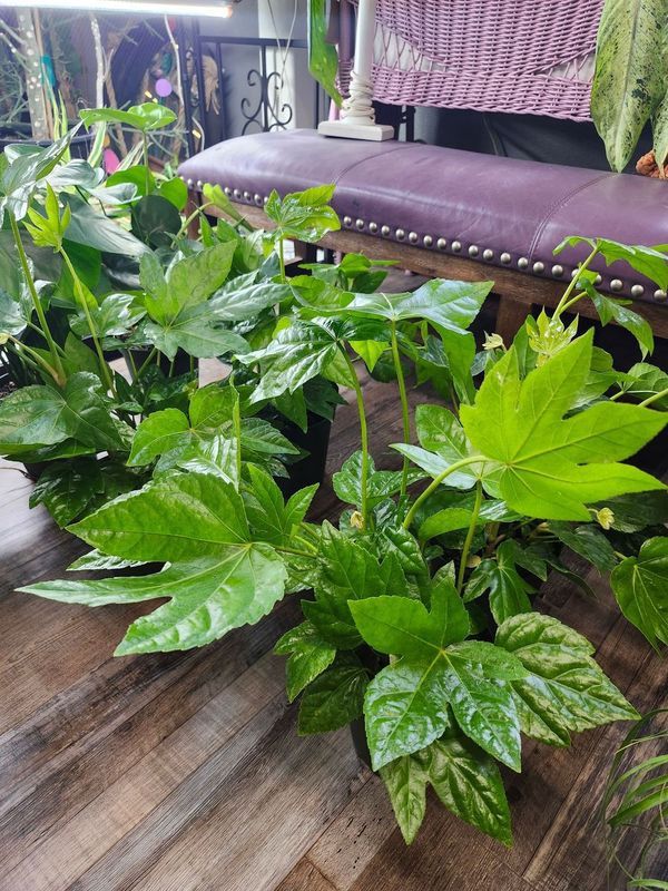 FATSIA 6&quot;
