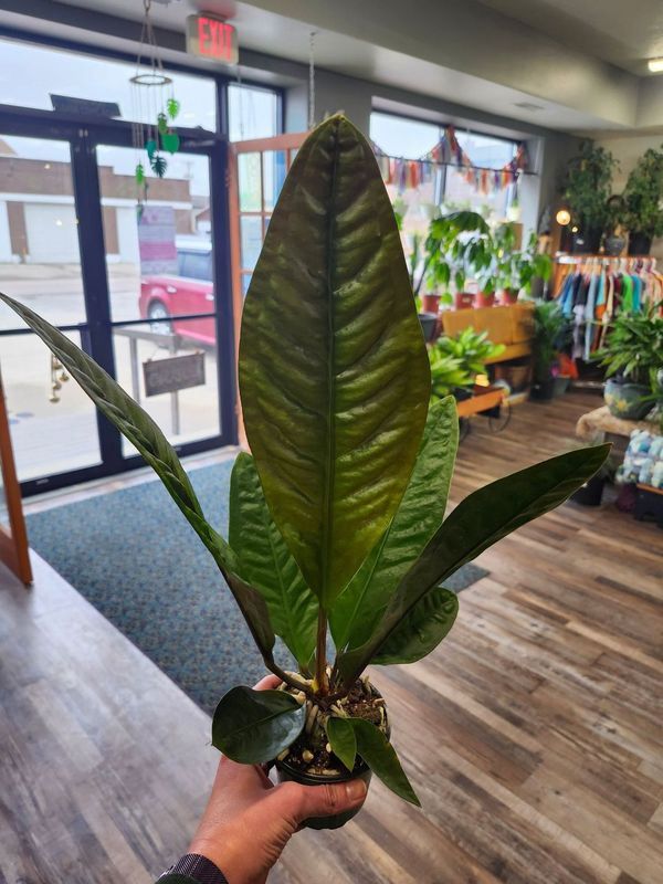 ANTHURIUM SUPER BUM 4&quot;