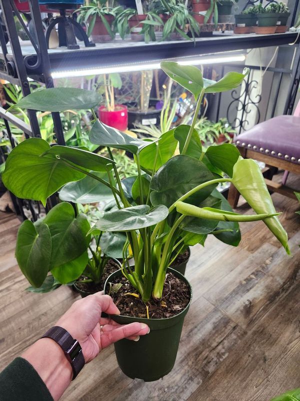 SPLIT LEAF PHILODENDRON 6&quot;