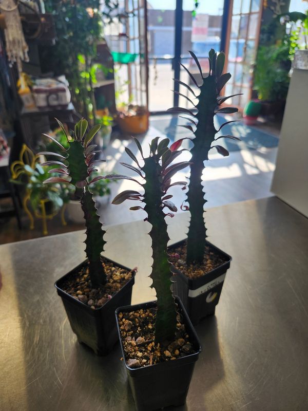 AFRICAN MILK TREE 3&quot; - GH