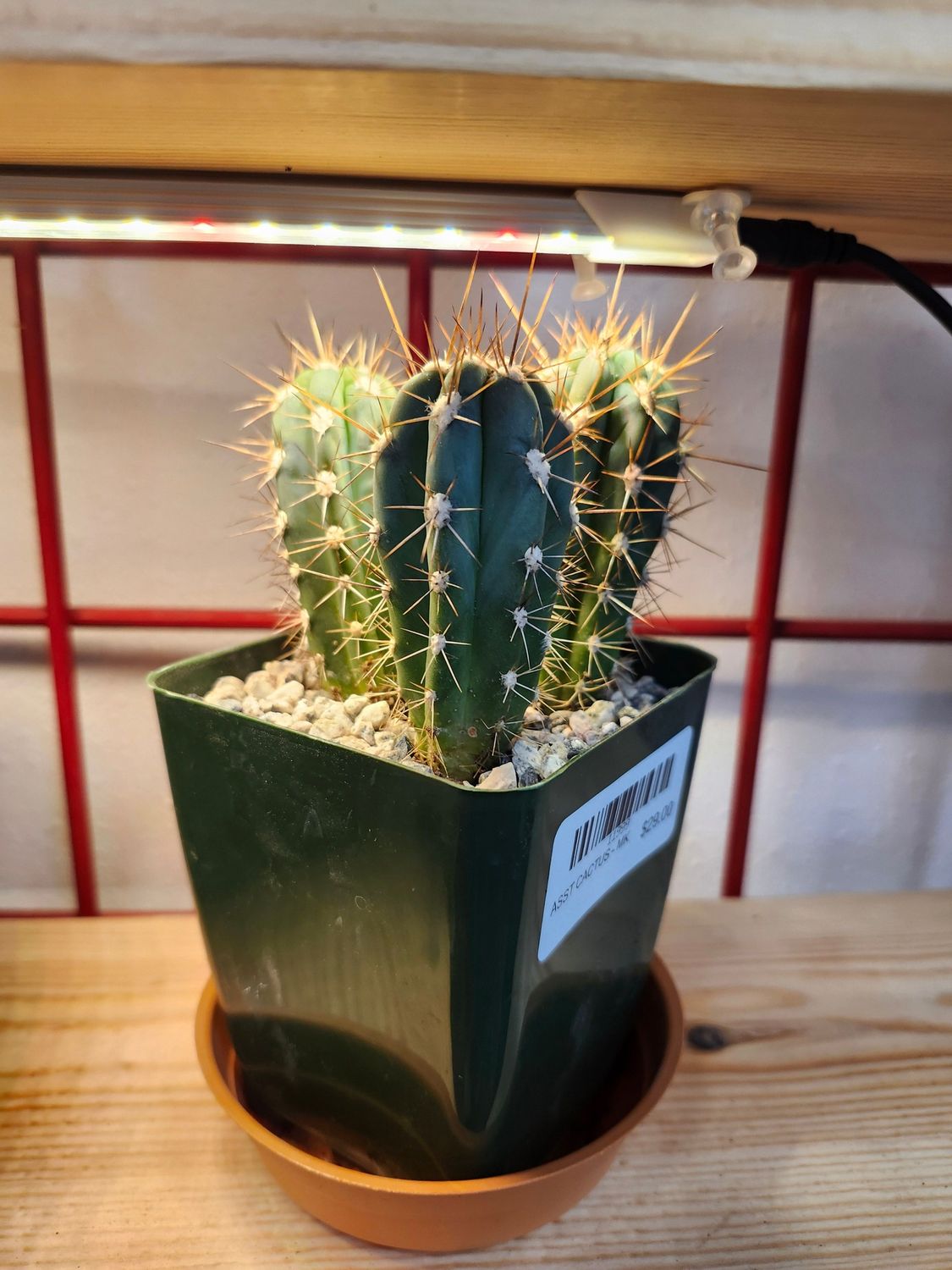 ASST CACTUS - MK