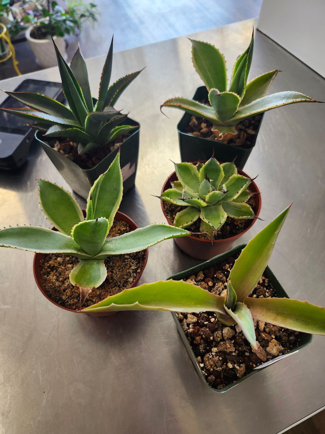 ASST AGAVE - MK