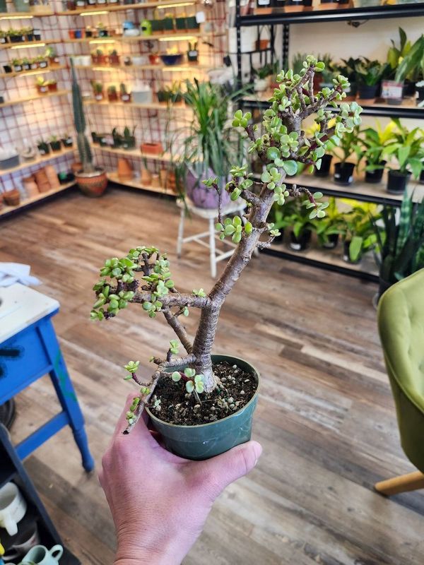 DWARF JADE 4&quot;