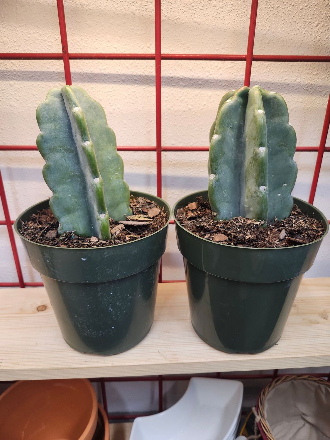 CUDDLY CACTUS 6&quot;