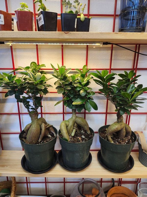 FICUS GINSENG 6&quot;