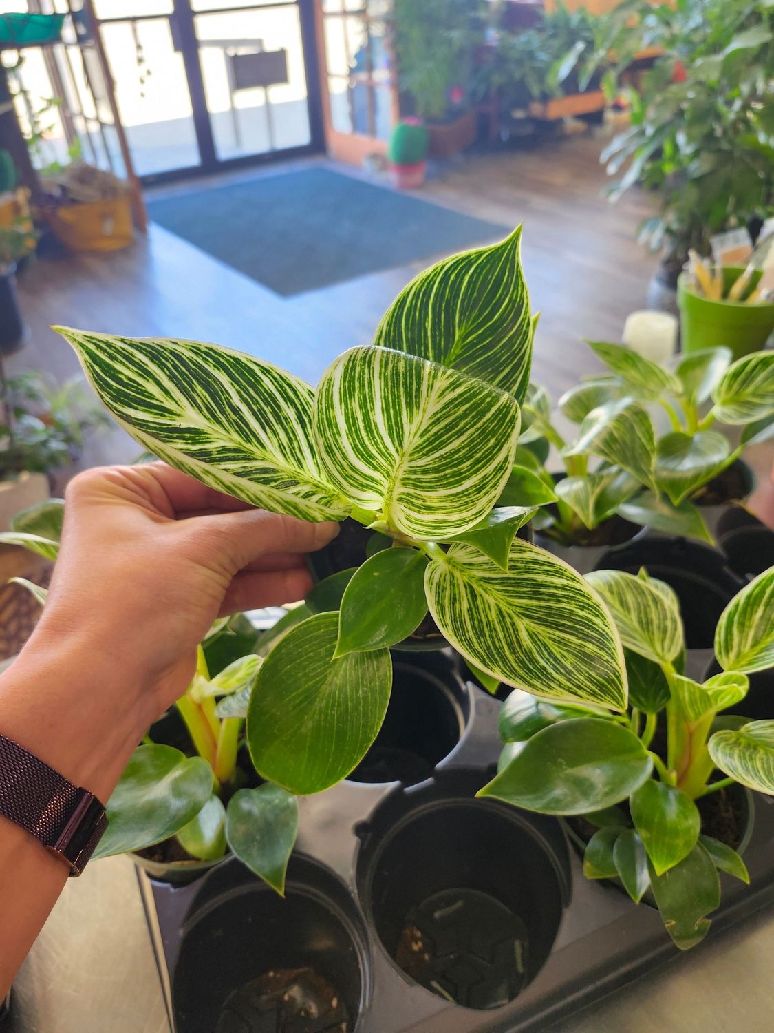 PHILODENDRON BIRKIN 4&quot;