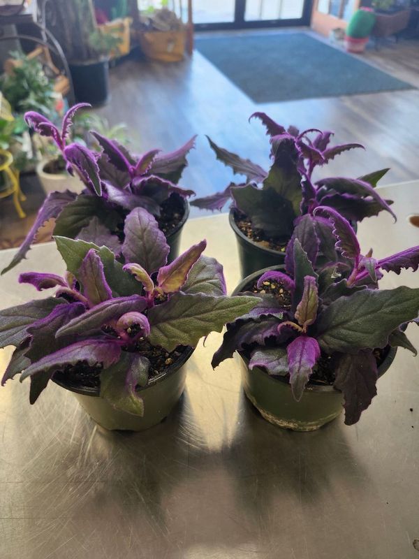 PURPLE PASSION 4&quot;