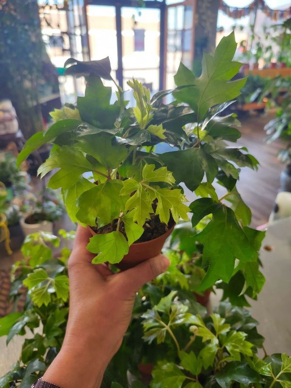 IVY OAK 4&quot;