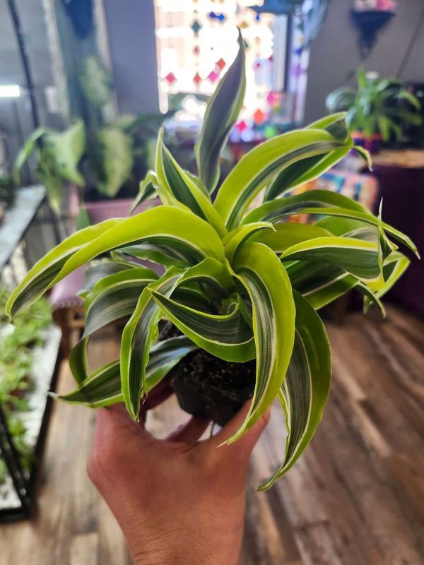 DRACAENA WARNECKII LEMON LIME 3&quot;