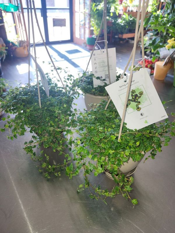 STRING OF FROGS 4.5" HB