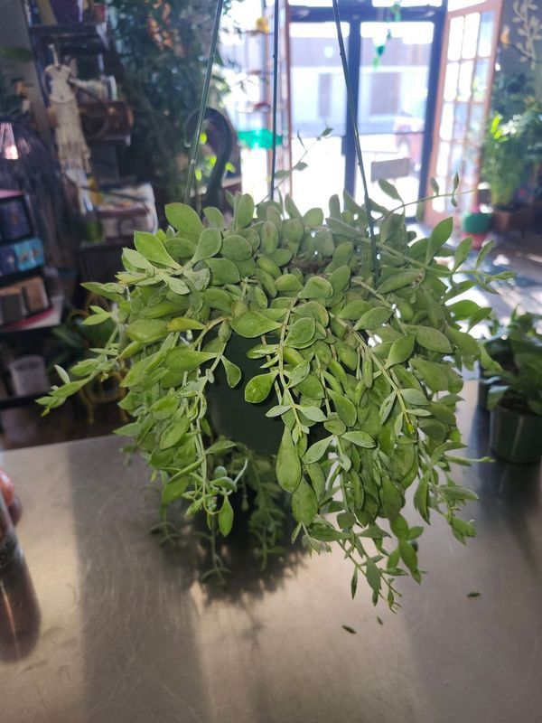 COTYLEDON SUCCULENT 6&quot; HB